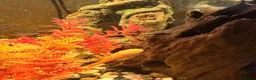 Swordtails fish for sale: Tropical fish community - Advert 1