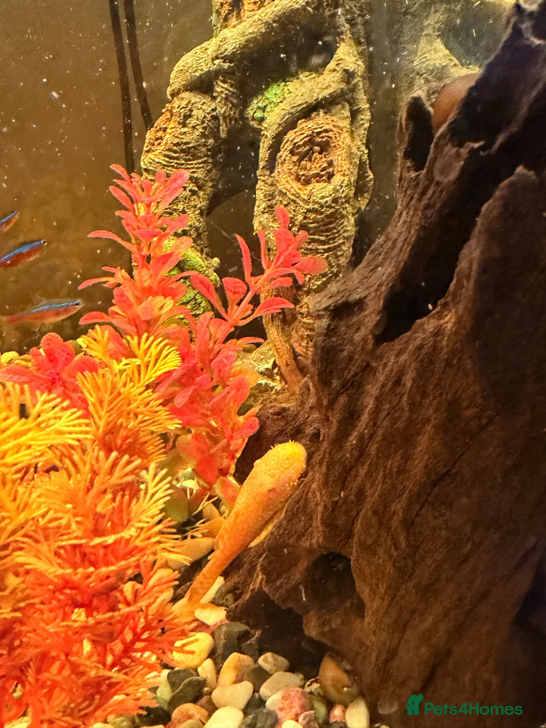 Swordtails fish for sale: Tropical fish community - Advert 1