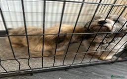 Mixed Breed dogs for sale: Beautiful Perkinese x female - Image 2