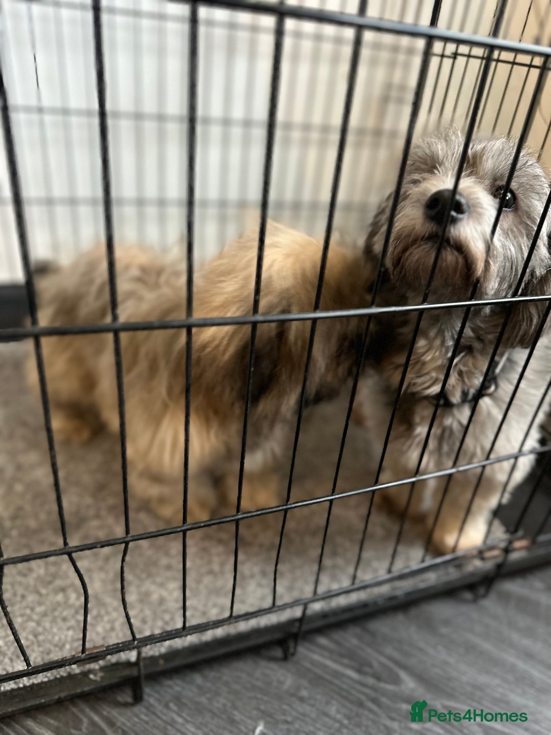 Mixed Breed dogs for sale: Beautiful Perkinese x female - Image 2