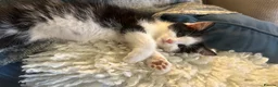 Mixed Breed cats for sale: Beautiful litter domestic short haired kittens - Advert 8