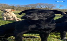 Labrador Retriever dogs for stud: KC registered, health checked, proven stud dog! in Radstock - Image 4