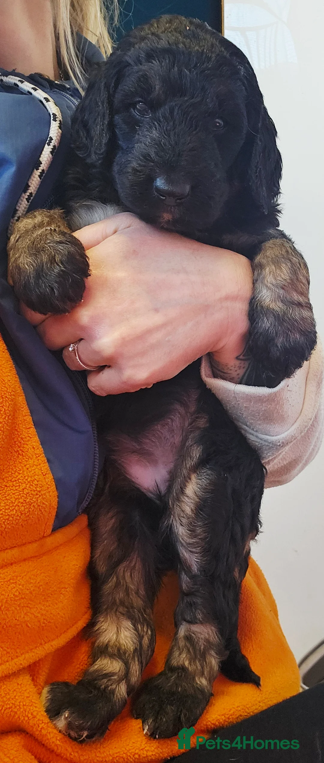 Bernedoodle dogs for sale: Sold 💙 - Advert 19