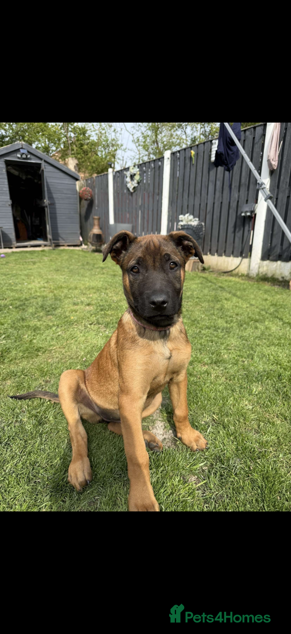 Belgian Shepherd Dog dogs REDUCED 💥💥 Last FEMALE Belgium Malinois 💥💥 - Advert 7