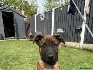 Belgian Shepherd Dog dogs REDUCED 💥💥 Last FEMALE Belgium Malinois 💥💥 - Advert 7