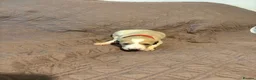 Saluki dogs for sale: Beautiful Saluki pups from champion lines - Advert 20