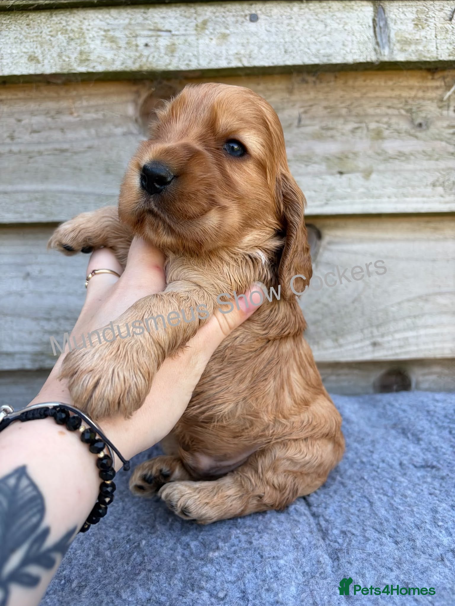 Cocker Spaniel dogs for sale: show quality gold boy and black boy - Advert 11