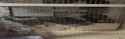 Hamster rodents for sale: Syrian Hamster in Liverpool - Advert 5
