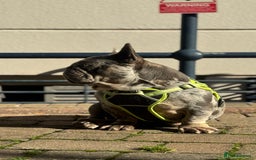 French Bulldog dogs for sale: 🩵 Cuddly Frenchie for Forever Home 🩵 - Image 7