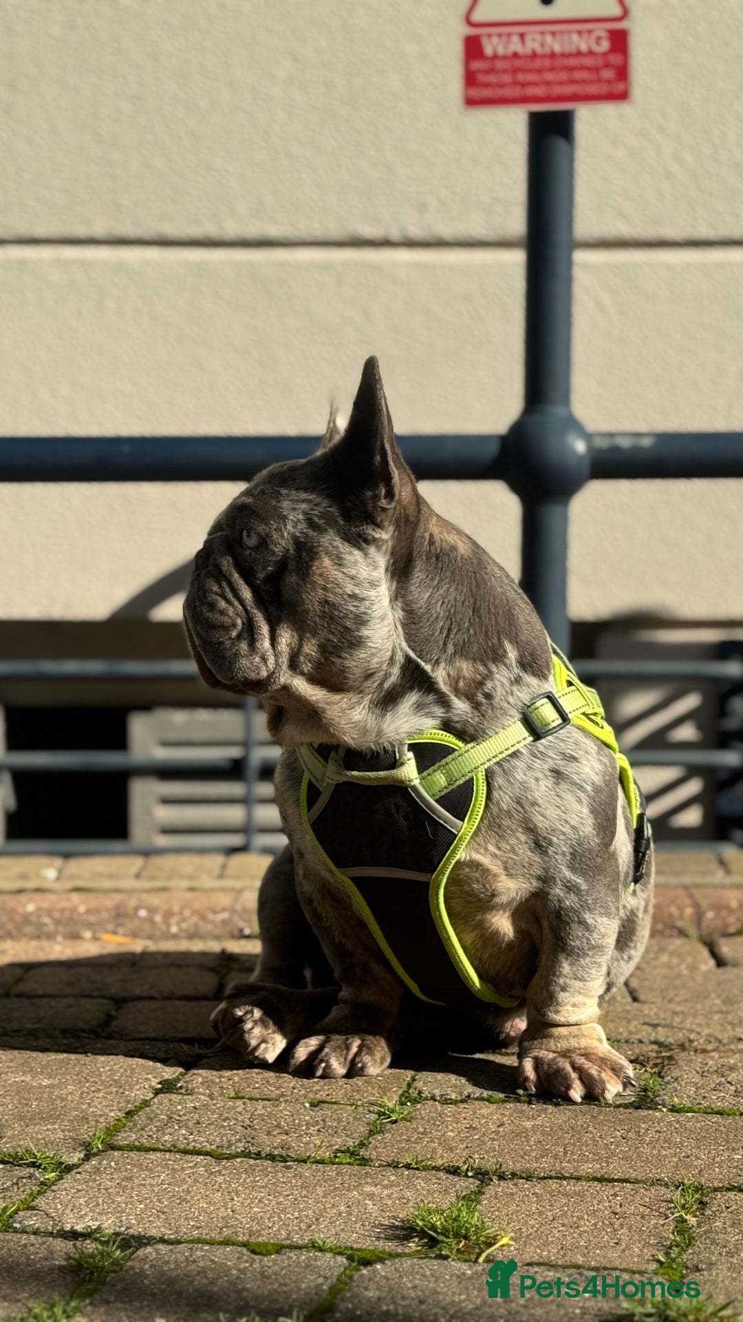 French Bulldog dogs for sale: 🩵 Cuddly Frenchie for Forever Home 🩵 - Image 7