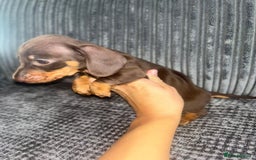 Miniature Dachshund dogs for sale: Miniature Dachshund Puppies - Image 2