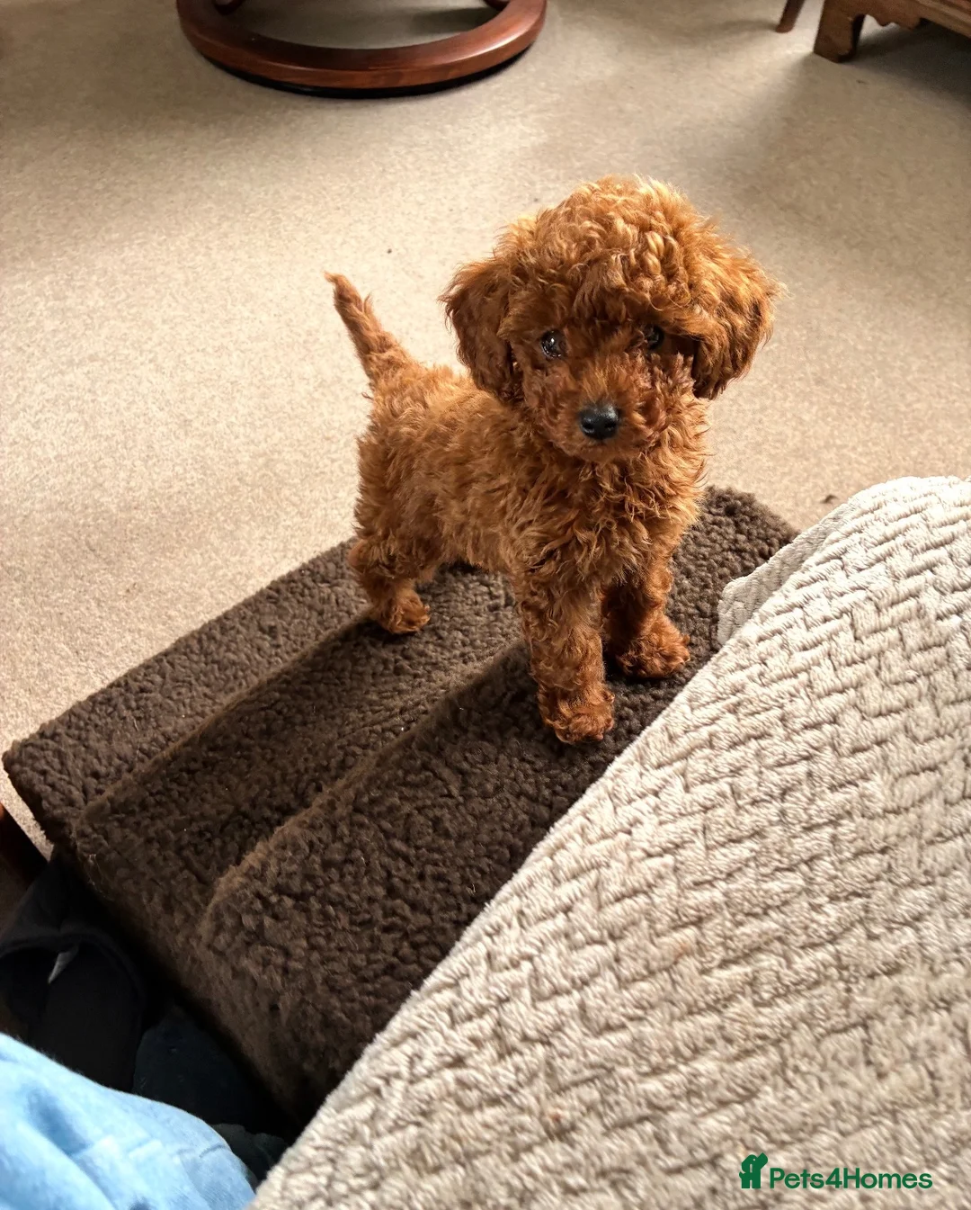 Toy Poodle dogs for sale: Toy x Asian tiny dark red poodle  - Advert 2