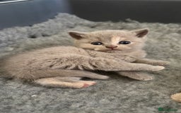 British Shorthair cats for sale: British Shorthair kittens - Image 1