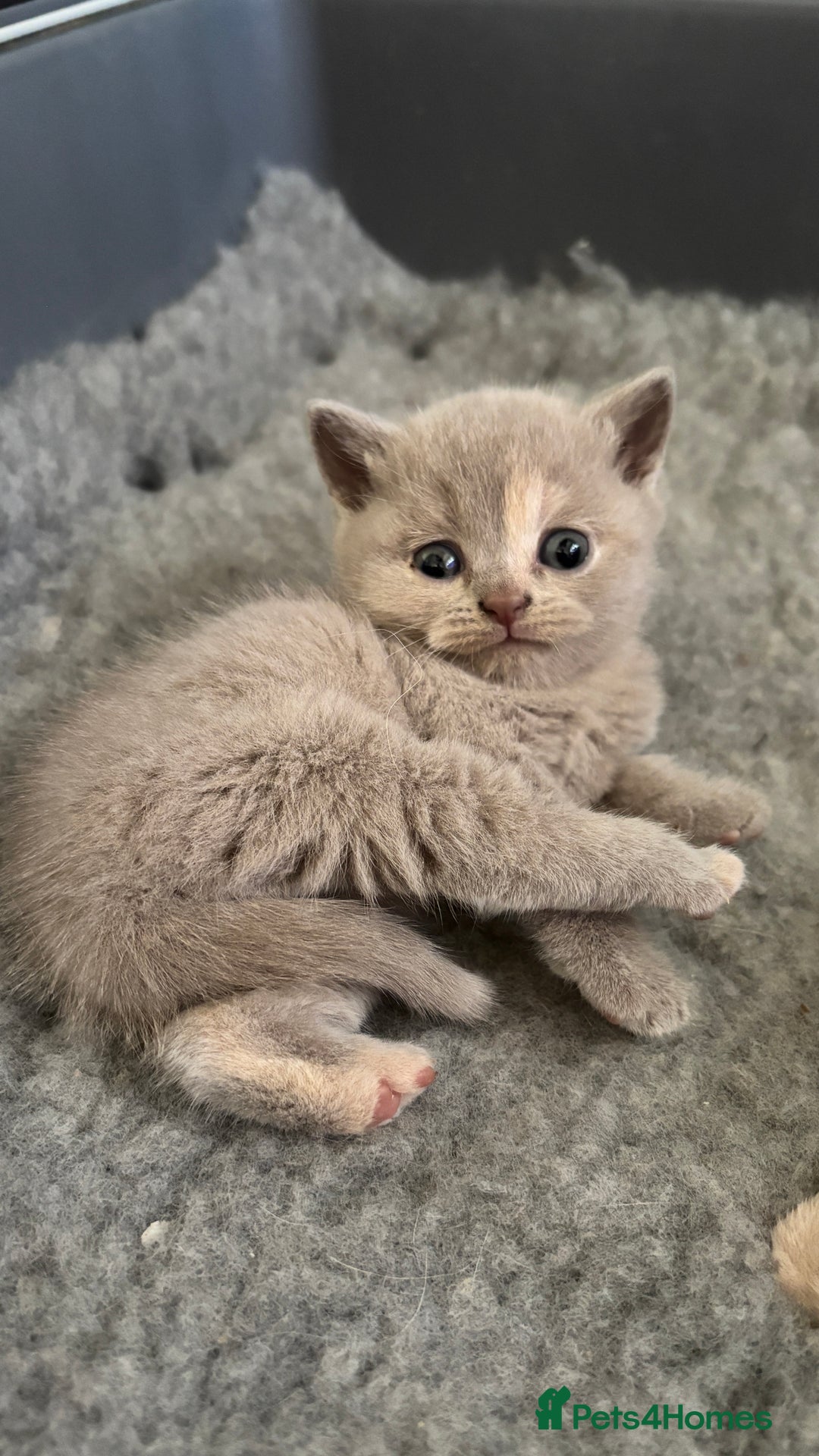 British Shorthair cats for sale: British Shorthair kittens - Image 1