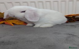 Mini Lop rabbits for sale: Mini lops ready to go now - Image 6