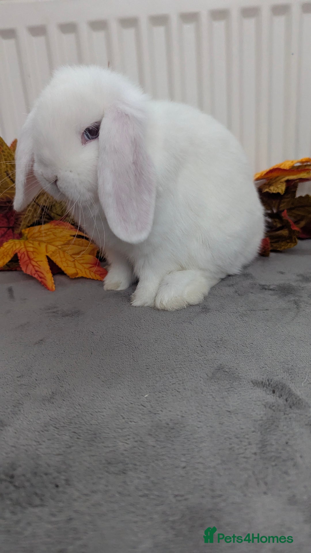 Mini Lop rabbits for sale: Mini lops ready to go now - Image 6