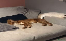 Cocker Spaniel dogs for sale: Amazing 1 year old cocker spaniel boy  - Image 13