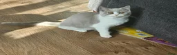 British Shorthair cats for sale: Siblings - Advert 4