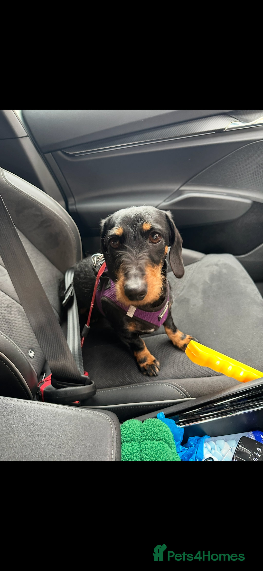 Dachshund dogs for sale: Miniature dachshund  - Advert 3