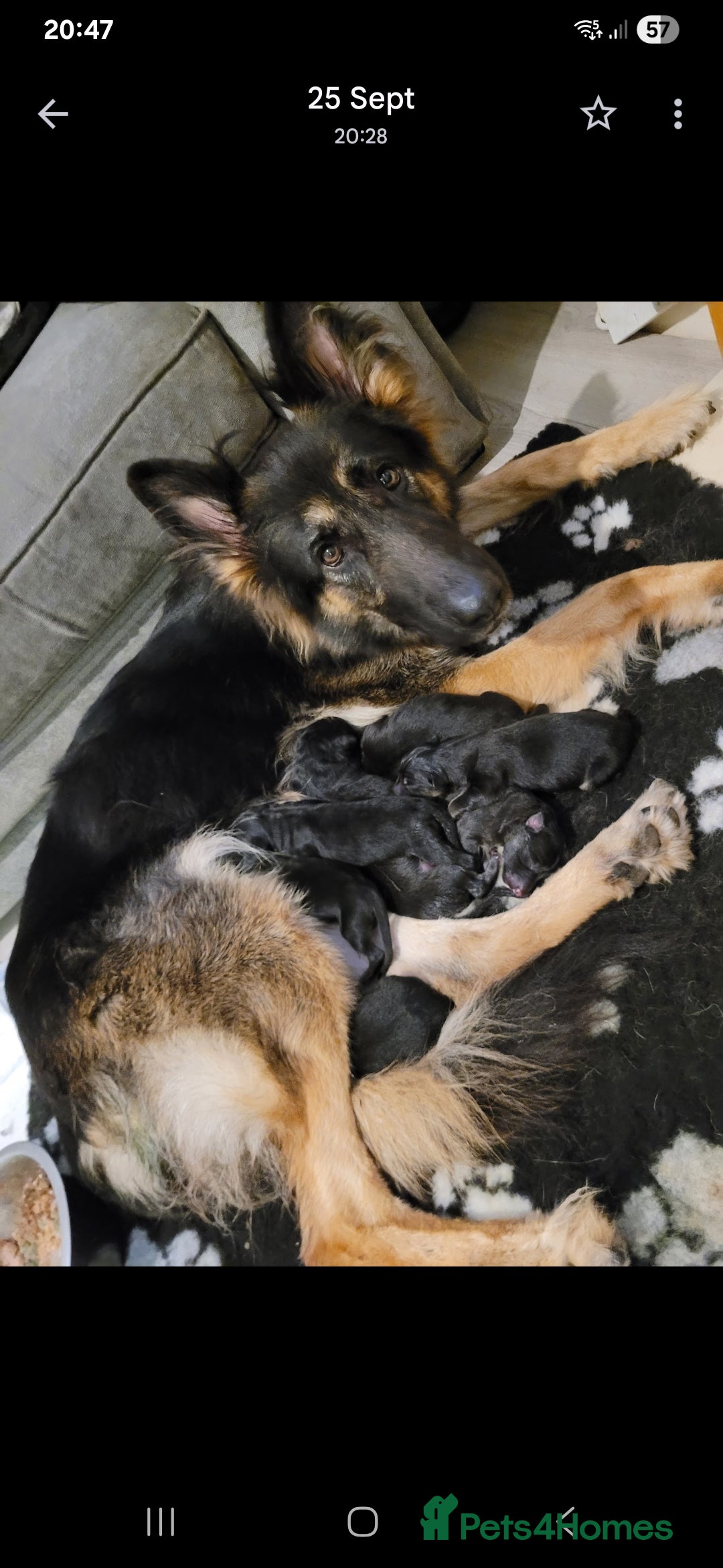 German Shepherd dogs Beautiful kc german shepherd babies - Advert 6