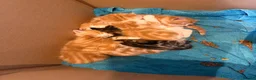 Mixed Breed cats for sale: Gorgeous friendly kittens  - Advert 6