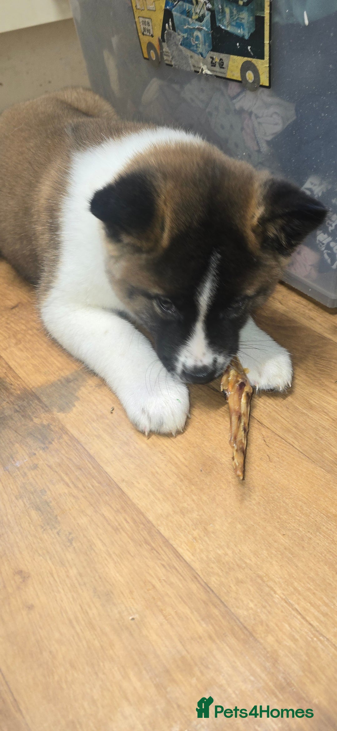 Akita dogs for sale: Female American akita - Advert 2