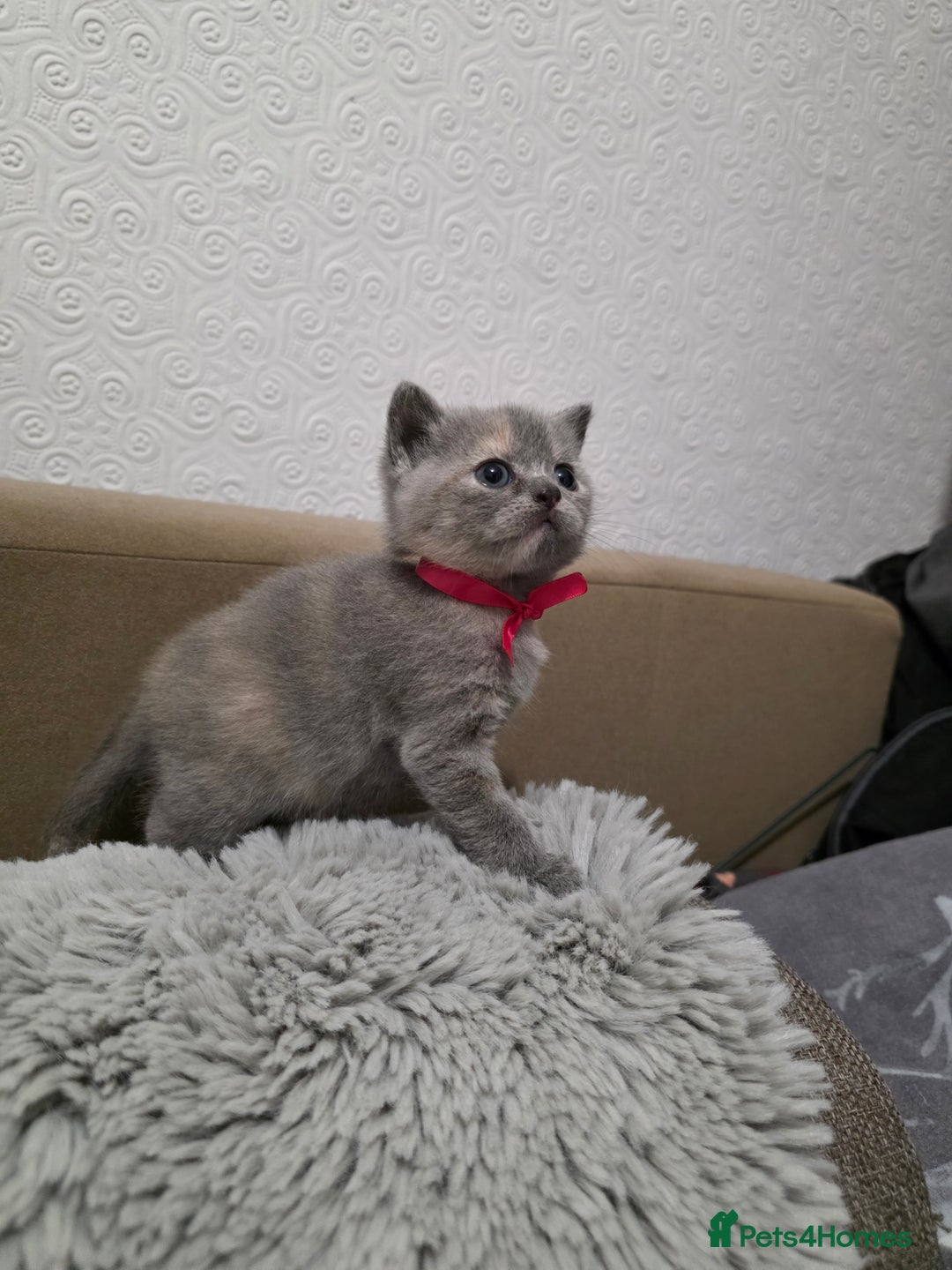 British Shorthair cats for sale: Beautiful BSH Kittens  - Advert 13