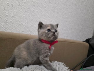 British Shorthair cats ONE LEFT GIRL Beautiful BSH Kittens - Advert 9