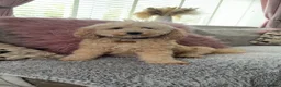 Cockapoo dogs for sale: Cockapoo F1B puppies for sale (NOT BORN YET)  in Cleator Moor - Advert 1