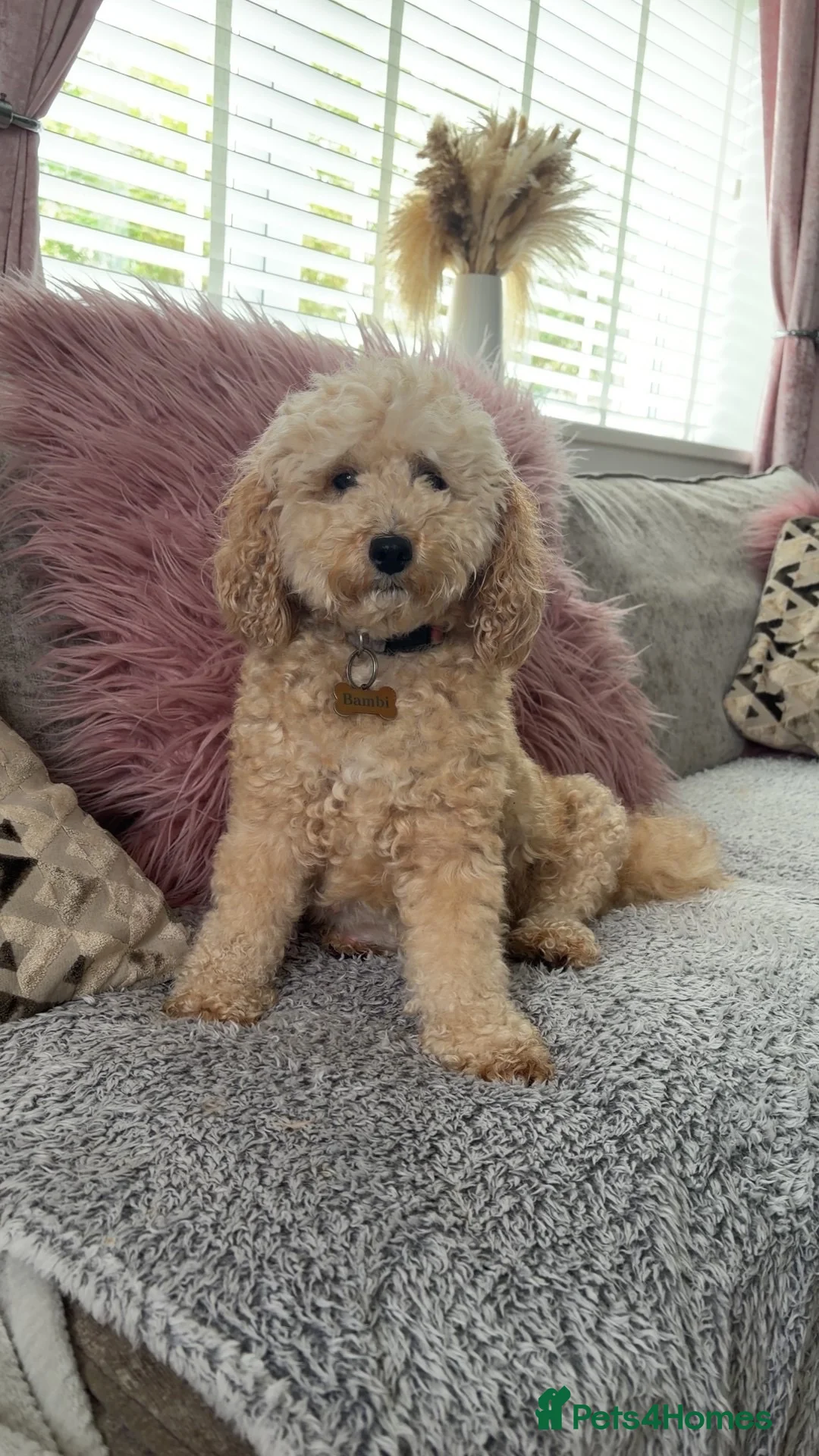 Cockapoo dogs for sale: Cockapoo F1B puppies for sale (NOT BORN YET)  in Cleator Moor - Advert 1
