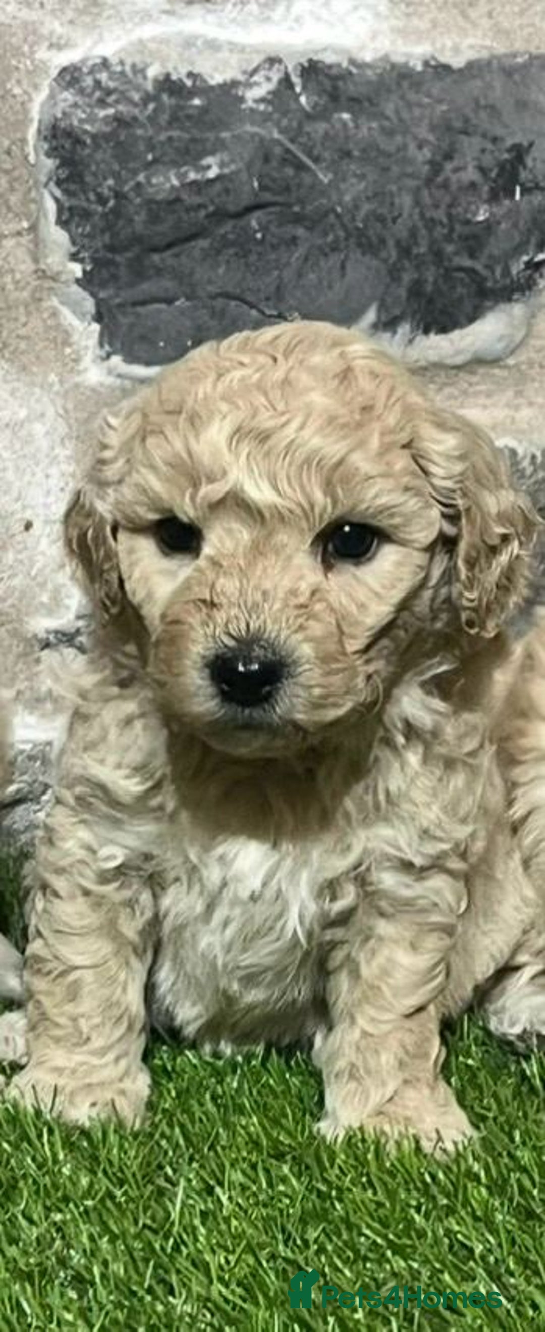 Poochon dogs for sale: Poochons Ready  **  Eve - Advert 12