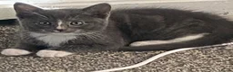 Mixed Breed cats for sale: 2 gorgeous kittens - Advert 2