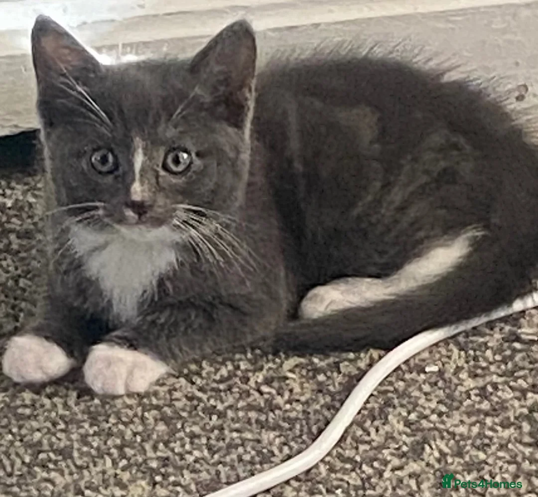 Mixed Breed cats for sale: 2 gorgeous kittens - Advert 2