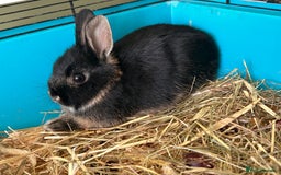 Netherland Dwarf rabbits for sale: Netherland dwarf  - Image 1