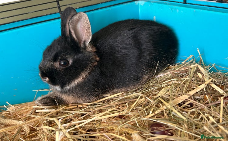Netherland Dwarf rabbits - Advert 16