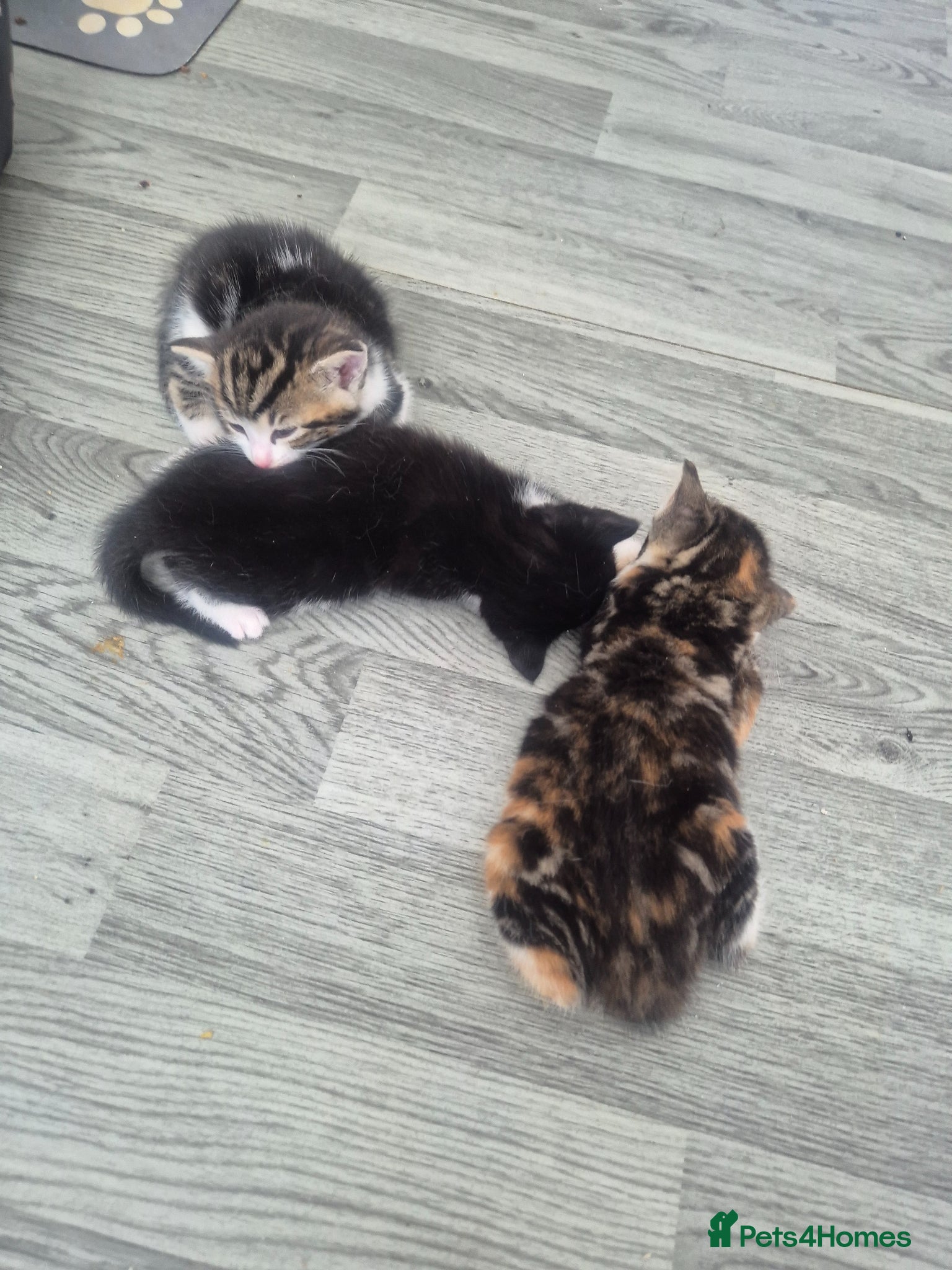 British Shorthair cats for sale: Three adorable kittens  in London - Advert 15