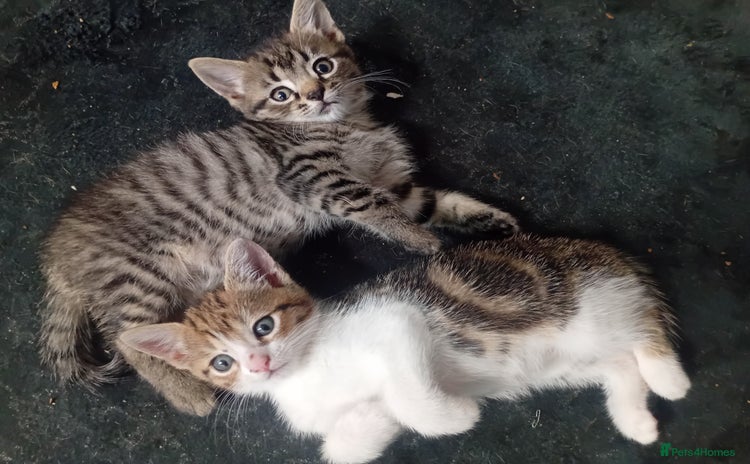 Mixed Breed cats - Advert 5