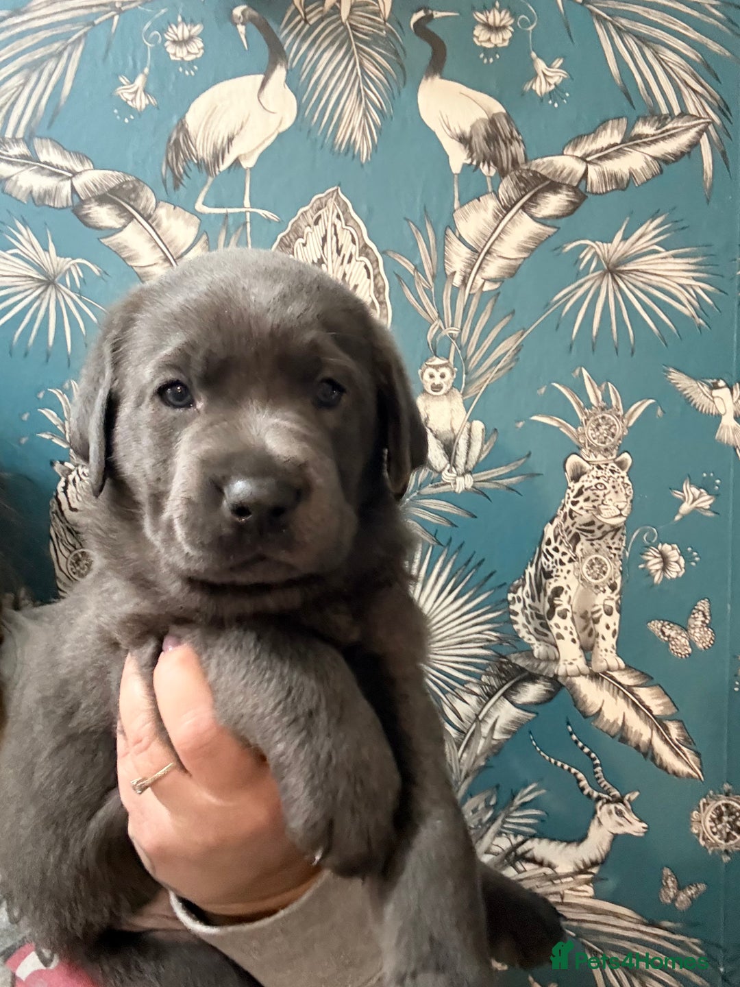 Labrador Retriever dogs for sale: Gorgeous pup - Advert 2