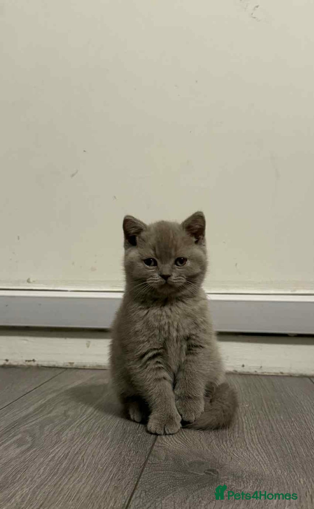 British Shorthair cats for sale: Wonderful, fluffy kittens - Advert 17
