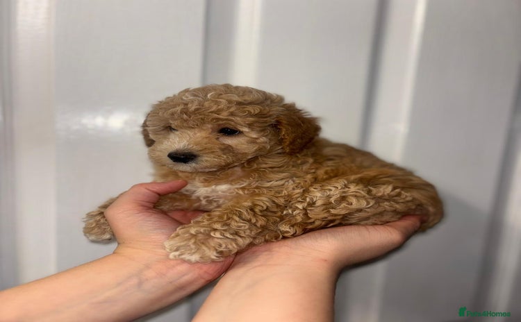 Toy Poodle dogs - Advert 16