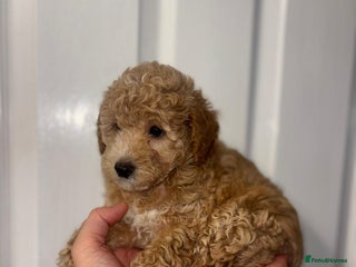 Toy Poodle dogs Last girl Toy poodle puppy left - Advert 5