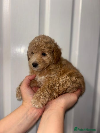 Toy Poodle dogs - Advert 16