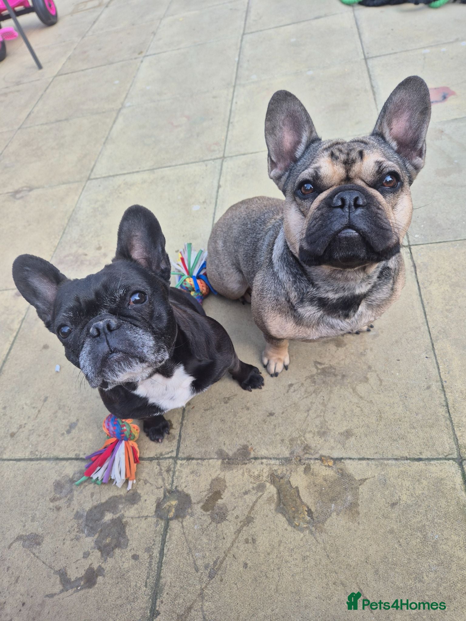 French Bulldog dogs Rita roo - Advert 6