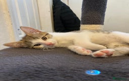 European cats for sale: 4 Cute & Cuddly Kittens Ready For Forever Home - Image 35
