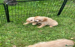 Cavapoo dogs for sale: Beautiful cavapoo puppies  - Image 1
