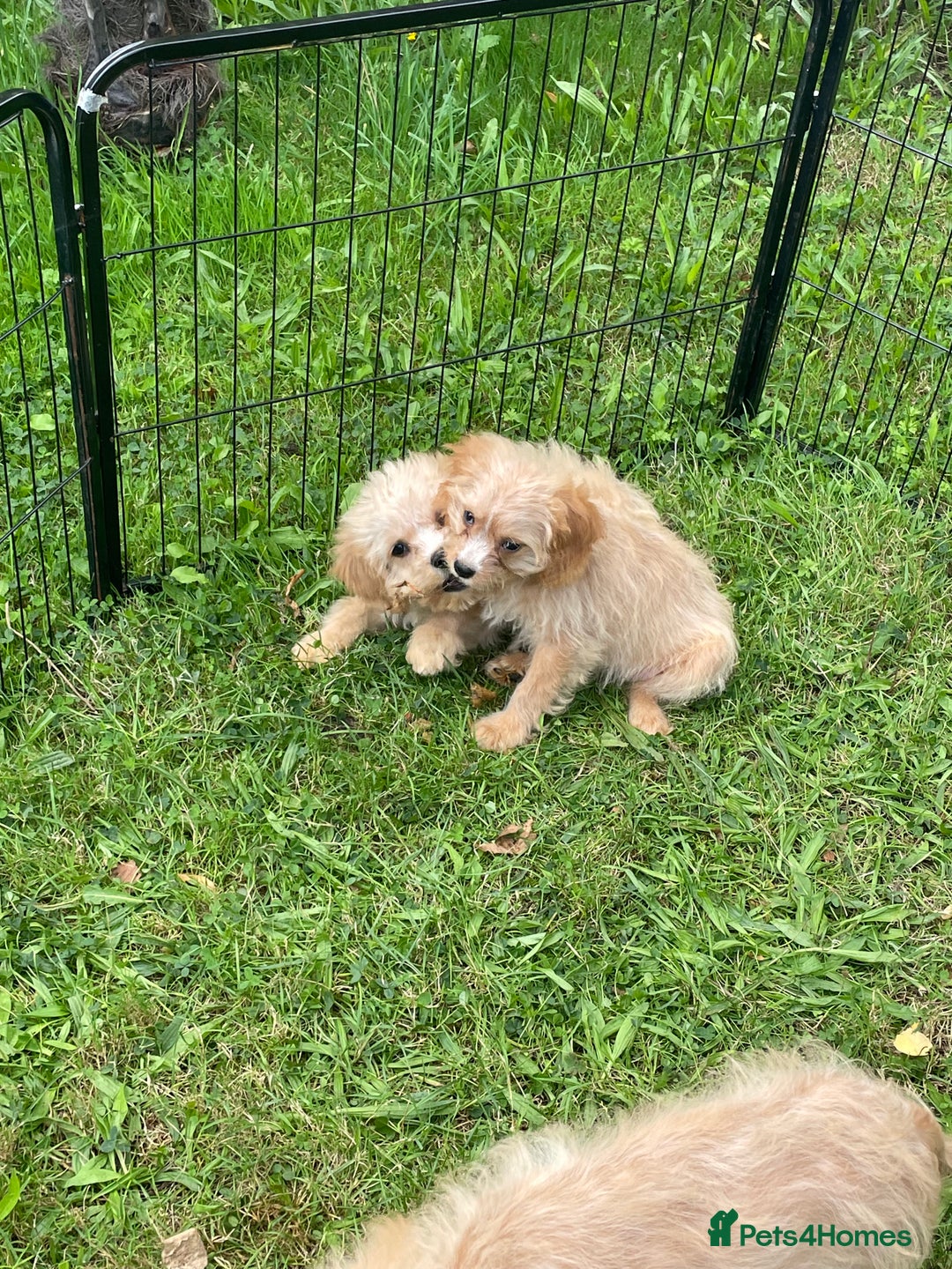 Cavapoo dogs for sale: Beautiful cavapoo puppies  - Image 1
