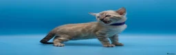 Bengal cats for sale: Snow Lynx Bengal Kittens–Available for Reservation - Advert 12