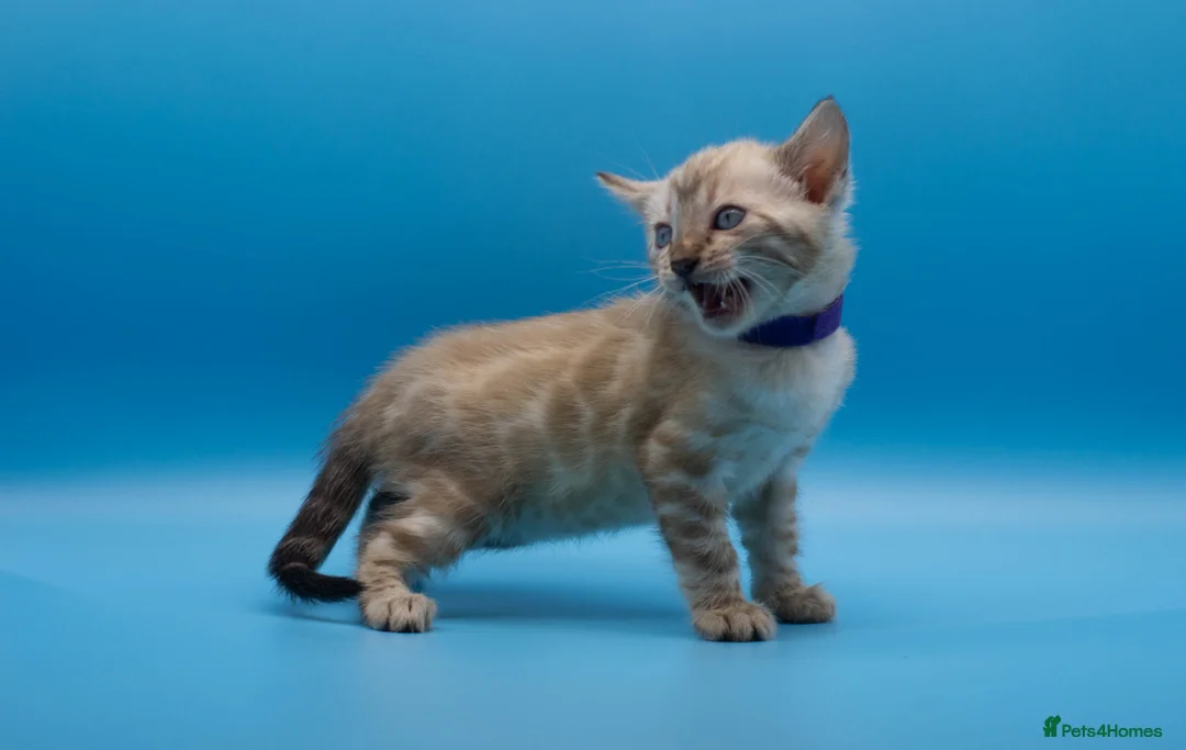 Bengal cats for sale: Snow Lynx Bengal Kittens–Available for Reservation - Advert 12