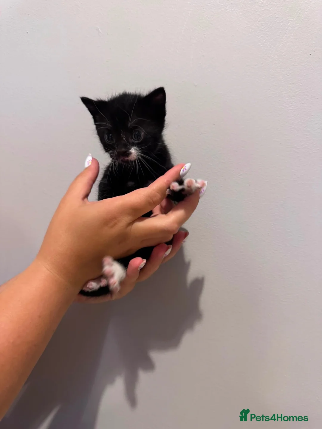 Mixed Breed cats for sale: Two beautiful black/black and white kittens  in Millom - Advert 1
