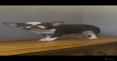 French Bulldog dogs - Advert 15